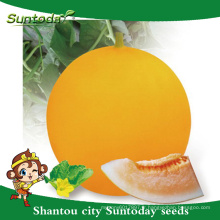 Suntoday jaune croûte agriculture orange-rouge chair légumes hs co hami connu-vous légume hybride F1 melon graines japonaises (11019)